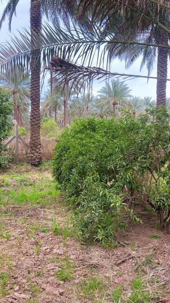 ياالله
للبيع ٢ دونم في بغداد منطقه الراشديه

جنس العقاري سند ٢٥ تحويل بأسم المشتري يتوفر فيه جميع الخدمات ماء اساله وماء روئي وكهرباء ويوجد فيه نخيل وحمضيات للأستفسار اتصل على رقم او مراسلة سعر 250بيه مجال لاستفسار تصال على رقم🏠🏠🏠🌹🌴🌴🌴 *********** ترهم ستثمار وه مزرعه متنفس الك
