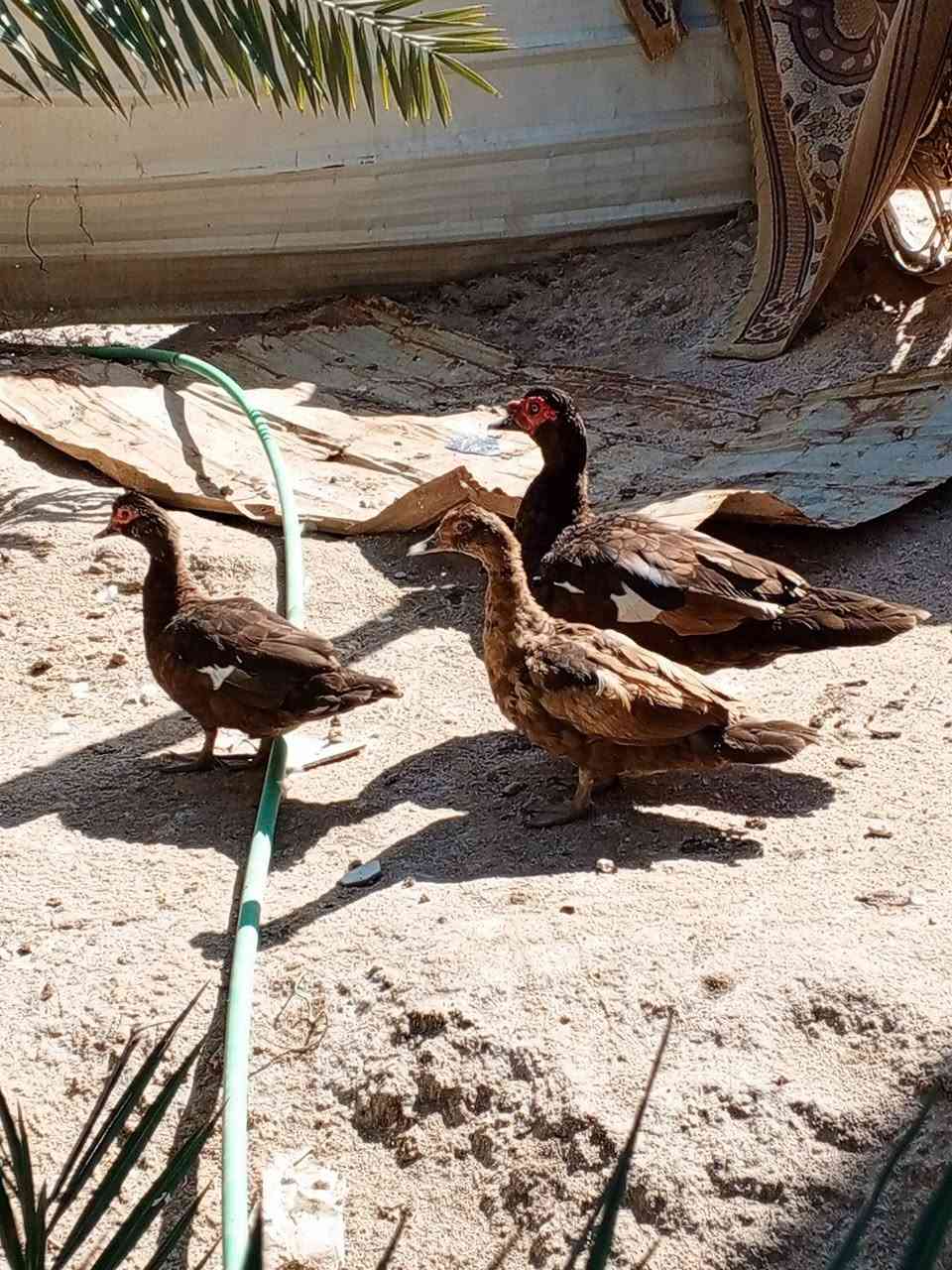 بسم الله. ..متاح بش مصري احمر عملاق 3 نثايه وفحل وحده كاركه حلال نضيف درجه.اولى شوفت عينك سعر الكل 250 مكاني بصره قضاء المدينه. توصيل للاسف ماعندي. ***********
