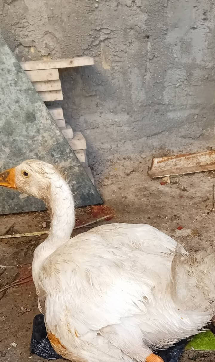 زوج بطوط عمارة, ميسان


**إذا كنت صاحب هذا الإعلان وتريد حذفه لأي سبب، رجاءا أرسل رسالة إلى الدعم الفني**