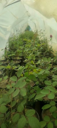 ورد الجوري السلطاني • عطري • توصيل غماس