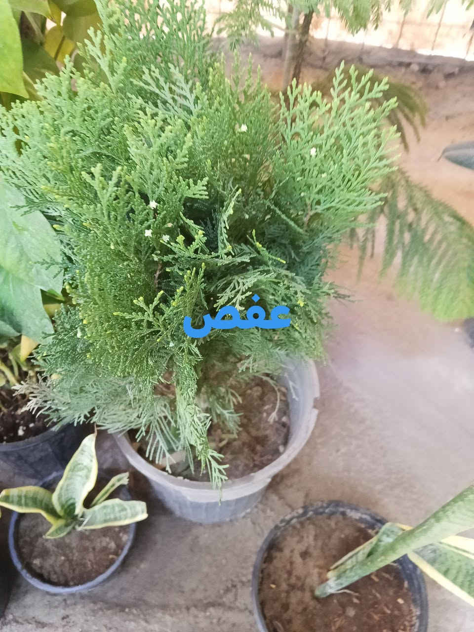 يا الله


**إذا كنت صاحب هذا الإعلان وتريد حذفه لأي سبب، رجاءا أرسل رسالة إلى الدعم الفني**