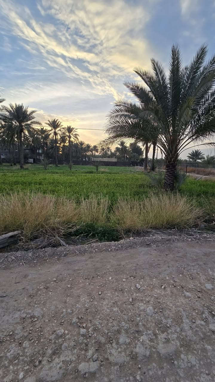 #للبيع 
أرض زراعيه ١٠٠٠ متر  طابو زراعي سند ٢٥ 🏕

تحويل بأسم المشتري 🏕

واجه ١٧  متر 🏕
نزال ٥٩ متر 🏕

تتوفر فيها جميع الخدمات 🍁

طريقها مستقل مع البزل 🍁

تبعد عن شارع البوعلوان الرئيسي ١٠٠ متر🍁

باقي التفاصيل موضحه في مقطع فيديو والصور 📷 

الموقع المحاويل قرية البوعلوان شارع ابو الطياره قرب مدرسة العروبه او البزل الرئيسي 🏕

🌿🌿🌿🌿🌿🌿🌿🌿🌿🌿🌿🌿🌿
#للإستفسار اكثر او معرفة السعر يرجى مراسلتنا او  الاتصال على الارقام التاليه او زياره #مكتب #عقارات #اراضي #المحاويل الكائن في قضاء المحاويل حي ١٧ قرب #مقهى الصياد القديم 
*********** / *********** حسين أبو شمس
