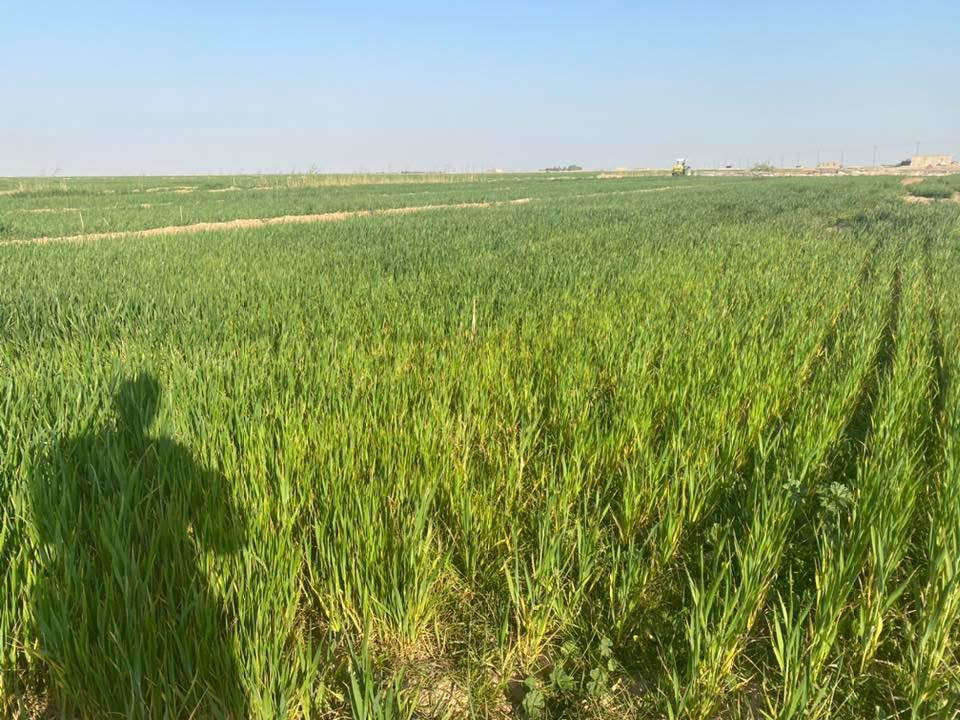 "عزز إنتاجية محصول الحنطة لديك!

هل تبحث عن أسمدة تكميلية عالية الجودة لمحصول الحنطة؟ مكتب الخضر الزراعي الفني يقدم مجموعة من الأسمدة والمنشطات من عناصر كبرى وصغرى وأحماض أمينية وهيومك اسيد وحامض الفوسفوريك.

احصل على الأسمدة المناسبة لمحصولك من خلالنا! اتصل بنا الآن:
العنوان: مقابل مستشفى الخضر العام
واتساب: ***********
إدارة: المهندس الزراعي أحمد سلمان فتنان

#مكتب_الخضر_الزراعي #أسمدة_تكميلية #محصول_الحنطة #الزراعة_في_العراق"
