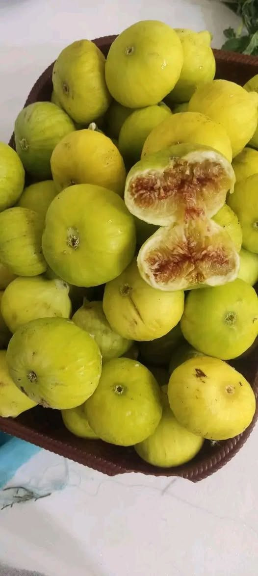 احسن شتلات تین متوفر بسعر ٣تألف الشتله
🟨 تین اصفر عسلی تركي 
⬛️ تین اسود بني مسلم 
◾️تین اصفر  عسلی الاسبانی

اارتفااع الشتله ١٧٥ سم الى مترين

عنون ناحية حمام العليل

 نقطه داله قرب ملعب قبر العبد الرياضي

واتساب ***********
خدمة توصيل عل مشتريه موجود
