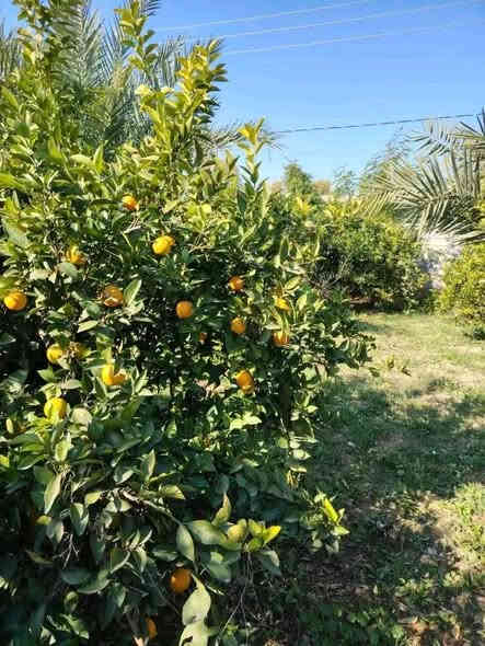 موزعه للبيع مساحه ٥ دونم طابو السند ٢٥ شرط تحويل وعلى شارع رئيسي في كركوك ليلان قبل جامع محمدي قريبه من خدمات وبيوت سكنيه بيها بيت للحارس والأشجار مثمره متنوعه من تين وزيتون ومشمش وحمضيات ويطلع بيها وارد سنوي وبيها بئر ماء عدد ٢ للمزيد من المعلومات اتصال على رقم مبايل *********** أو زياره مكتب في كركوك حي عسكري مقابل بنزين خانه جهان
