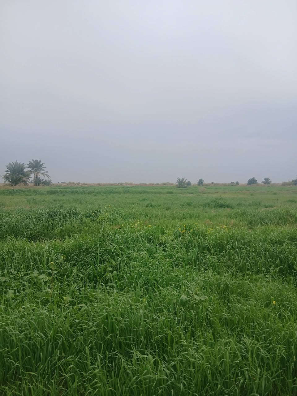 سلام عليكم شروه لبيع مكان رفاعي  27 دونم  ***********    🌾
