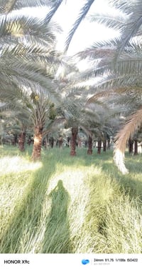 ٥ دنم • واجهة ٥٠م • قلب رحمانيه