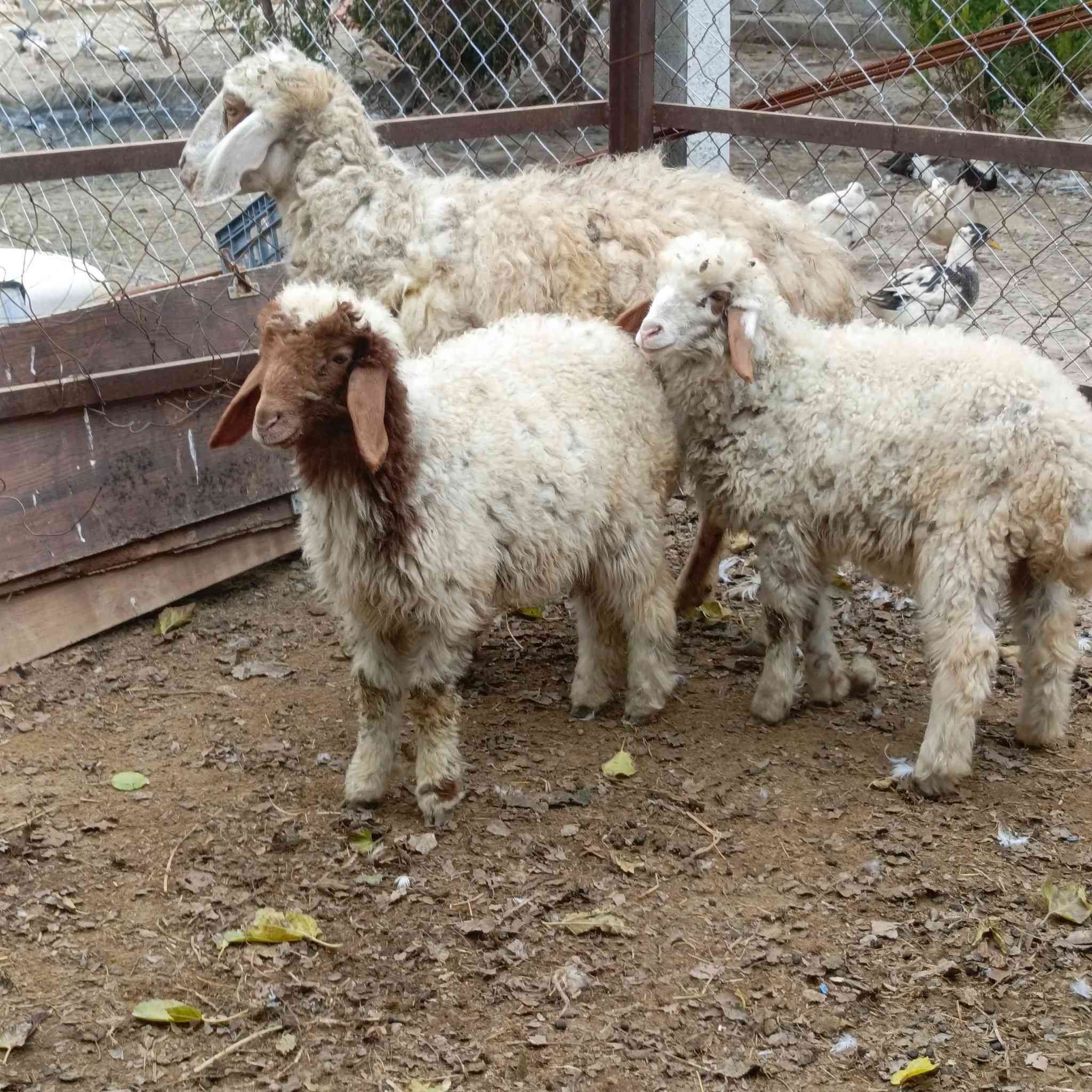 نعجه جواها توم فحل ونثيه مشروطه على كل عيب 
سعرا 775 مكاني بغداد التاجي  ماعندي توصيل رقم
***********
***********واتساب 
***********
