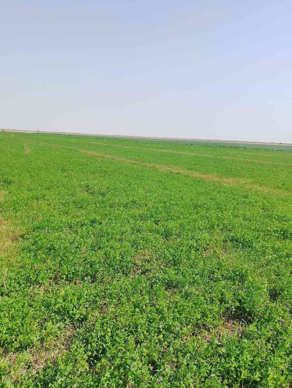 سلام عليكم برسيم للبيع مكان واسط الدبوني للستفسار اتصال على الرقم ***********
