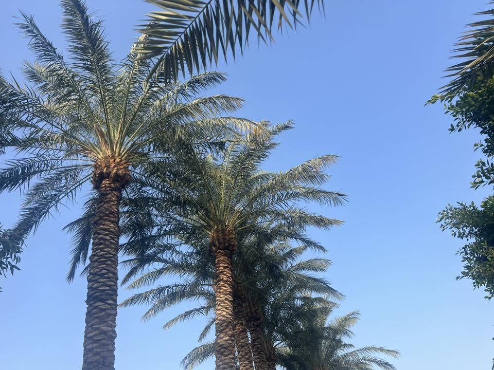 السلام عليكم شاطيه 40 دونم كافت خدمات مع بيت صب مسلح ومشتمل مضخات ماء مزروعه حنطه حالين هواي تفصيل بيه واسط قضاء النعمانيه على نهر دجله مباشر صدر وذنايب شط كافت الخدمات سعر الدونم 17 قابل التفاوض شراي يتصل يدلل ***********
