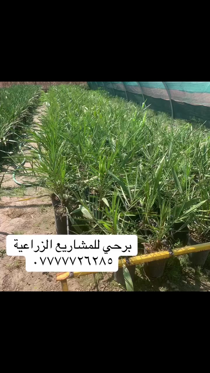 � استثمر في نخيل البرحي الفاخر! 🌟

🌴 فسائل برحي كبيرة وقوية، جاهزة لمشاريعك الزراعية الكبرى
✅ نقاوة عالية وخالية من الأمراض
🚛 توصيل حسب الاتفاق وأفضل الأسعار

✨ اجعل مشروعك نخيلًا مثمرًا من البداية!

📞 للطلب والتواصل: [***********
