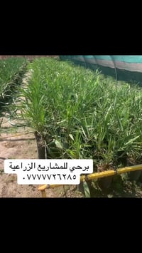 � استثمر في نخيل البرحي الفاخر! 🌟  🌴 فسائل برحي كبيرة وقوية، جاهزة لمش...