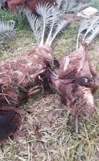 فسائل نخل • موصل • عدد ٨