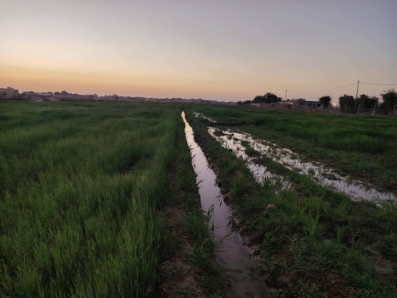 للبيع زرع گصيل ظخين المساحه خمس دونم في الرفاعي صوب بني ركاب على الشط قريب على الجسر الجديد اتصل واعرف التفاصيل  ***********
