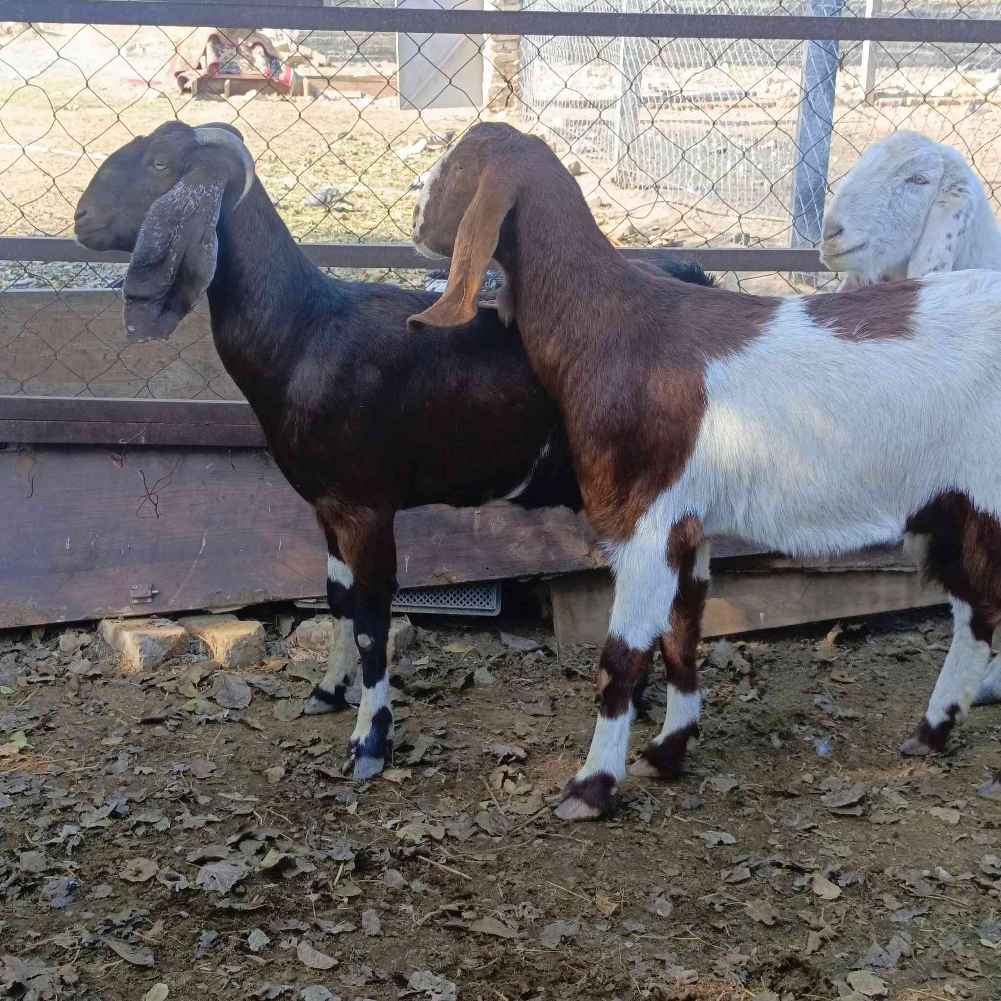 3 صخول شاميات كلهن ماخذات الفحل وراجين اول بطن وثاني وثالث سعرهن شلع ب 875  مكاني  بغداد التاجي  ماعندي توصيل رقم
***********
***********واتساب 
***********
