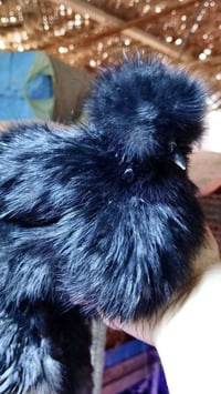 #متوفر متوفر امايات مخاليف  عدد 4 ستوهن بيضن  من حلالي  العمر 7 اشهر و...