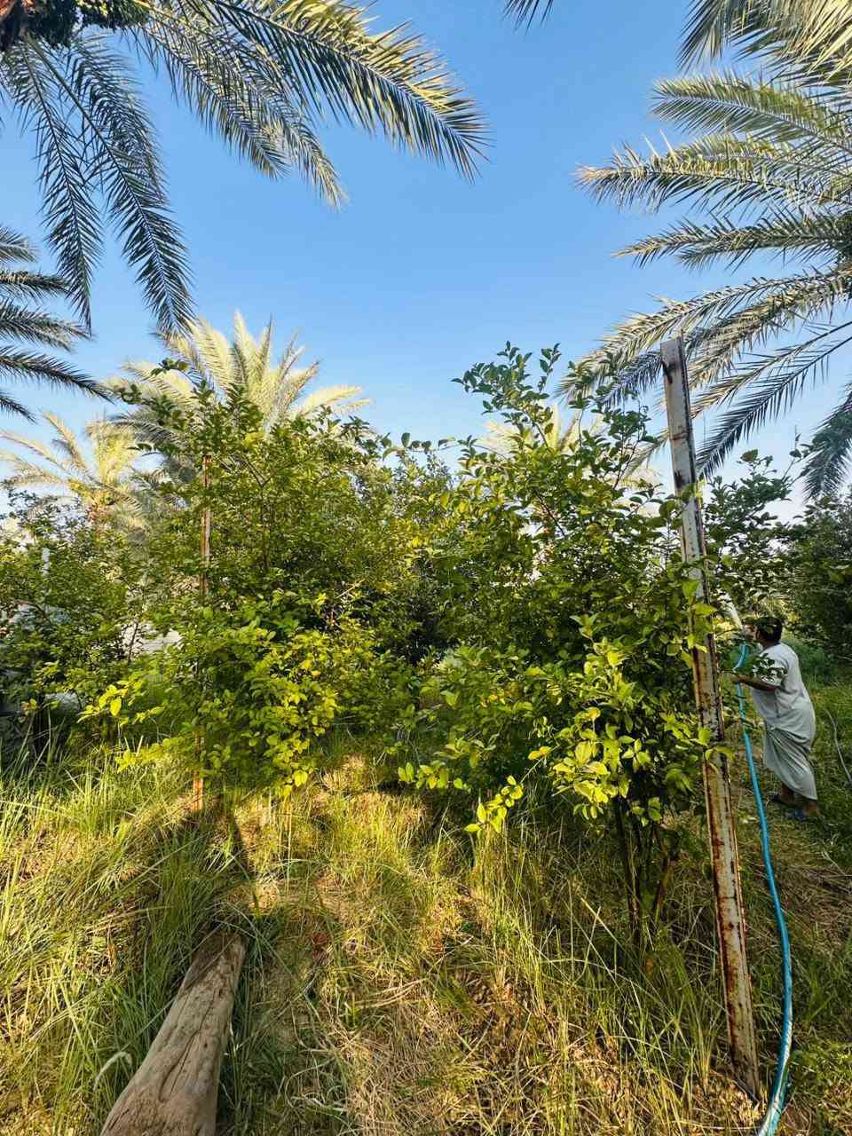 السلام عليكم بستان 2 دونم (ملك صرف) مع بيت 300 م متوفر جميع أنواع الفواكه والنخيل ابار ماء عذب عدد2 ابي غريب طريق التله تبعد عن العامريه 15 دقيقه باسمي فتح بيان ثاني يوم في طابو أبو غريب متوفر جميع الخدمات كهرباء وطني مولد ذهبي مي اساله بوري الابي بداخل البستان تبليط لحد البستان للاستفسار واتساب *********** أو *********** يباع البستان كامل مع البيت
