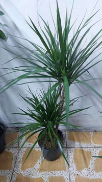 نباتات طبيعية • هولندية • توصيل كل المحافظات