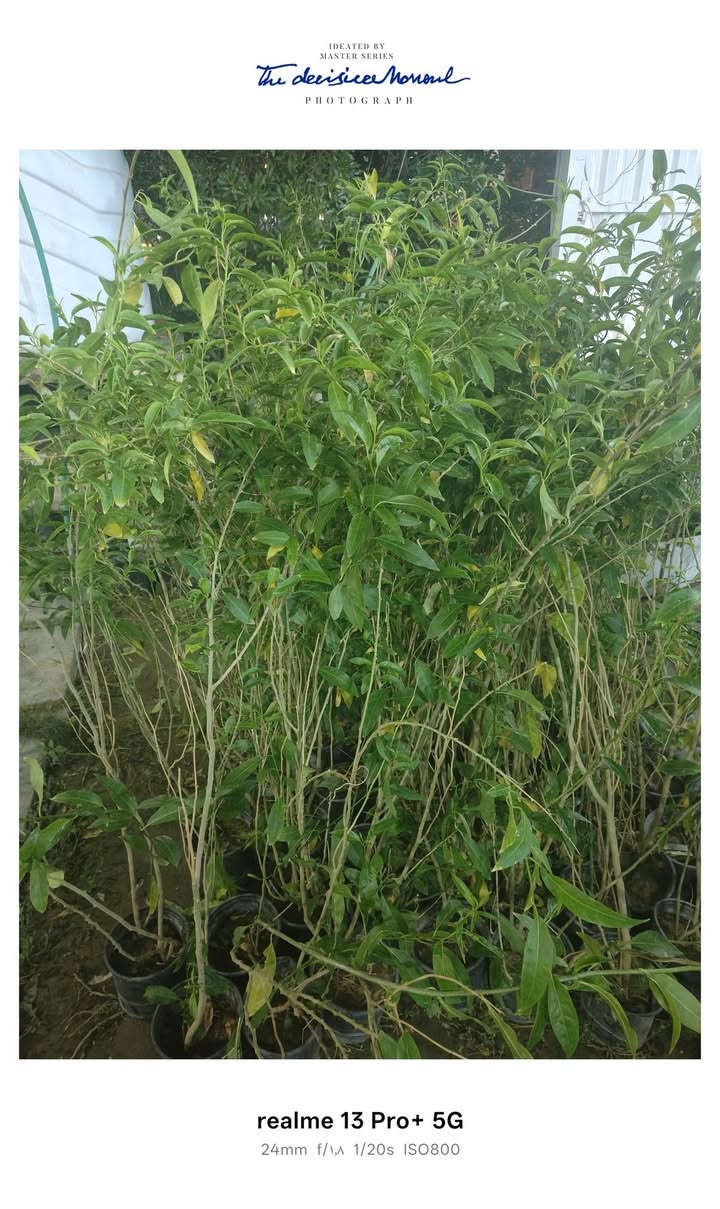 على بركه الله وصول وجبه جديده من نباتات الخارجية. ورده القهوة الحمراء. وشبوي ليلي العطري . عنوانا العزيزيه الجمعيه الأولى قرب مدرسه الفرزدق


**إذا كنت صاحب هذا الإعلان وتريد حذفه لأي سبب، رجاءا أرسل رسالة إلى الدعم الفني**