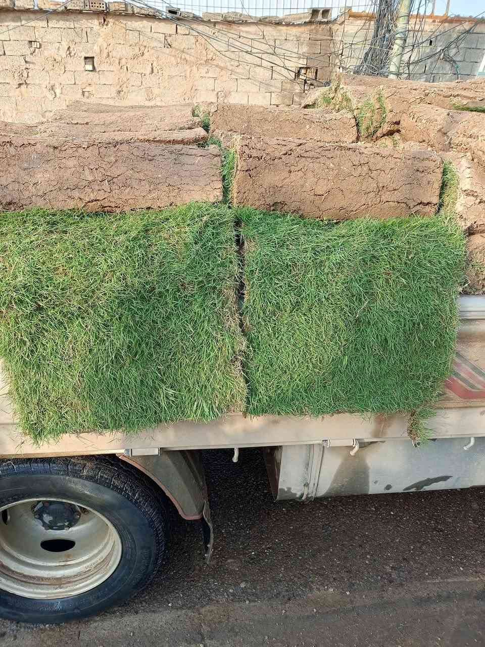 #مشتل_الجمعيه✨
يالله تم وصول وجبه جديده من الثيل الهندي الدرجه الأولى كميه مفتوحه 
سعر المتر 3000 
مستعدون لتجهيز كافة الحدائق والدوأئر 
العنوان الدجيل خلف الدفاع المدني 
للاستفسار ***********
