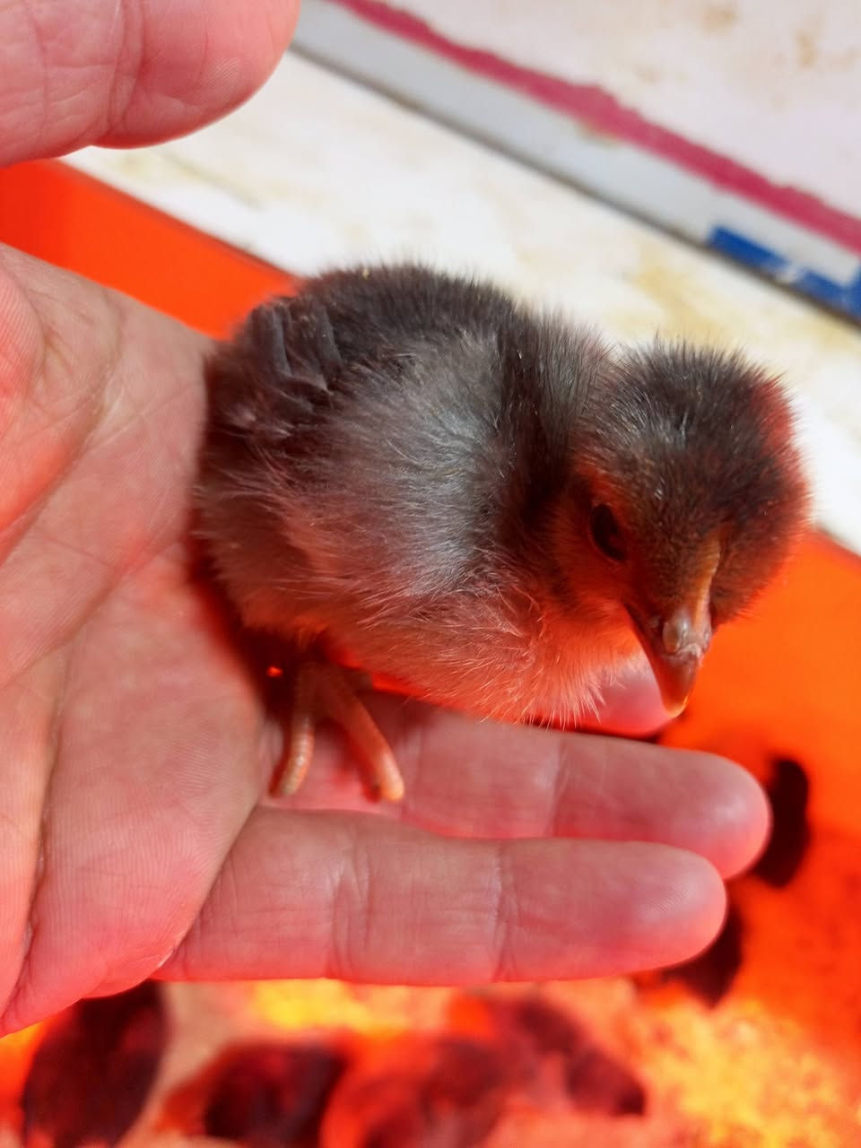 ئەم جوجکانە
بۆفرۆشتن 
کەلار ڕزگاری
***********
