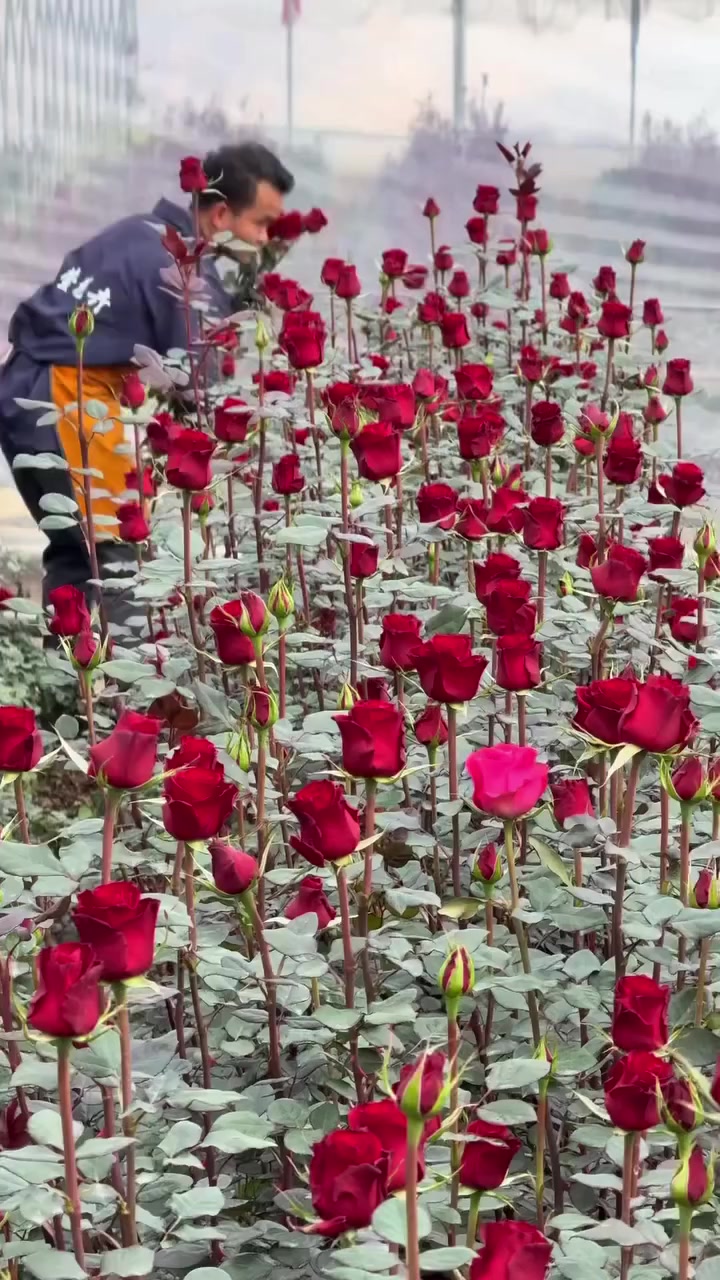 #إنتظروا_انتاجنا_من_الورد_الجوري_الايطالي🥰


**إذا كنت صاحب هذا الإعلان وتريد حذفه لأي سبب، رجاءا أرسل رسالة إلى الدعم الفني**