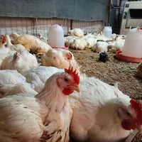 دجاج حقل • دجاج • دجاج طازج • لحم دجاج • دجاج خشن • دجاج نظيف