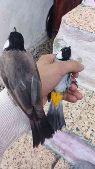 متاح فحل ستوني كضيته سعره ٢٠ الف مكاني مدينه الصدر ***********  ادمن وافق
