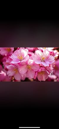 عطر ورده الساكوره اليابانيه المميزه الاستخدام صابون سائل  شاور جل شامب...