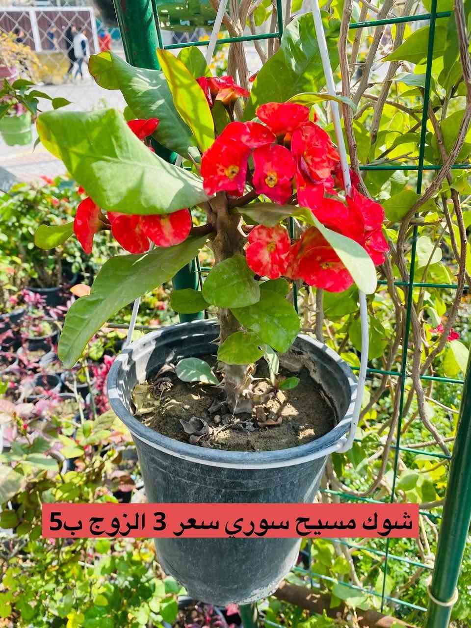 تتوفر جميع اشجار المثمره والزينه
مشمش المحمدي ومشمش القيسي
تفاح الاحمر والاصفر والشربي
كوجه خضره كربلائيه
الو اصفر و احمر
كاكي
فراوله🍓
تكي هندي اسود وابيض
تكي كندي
رمان الامريكي وندرفَل
تين العبيدي السعودي
تين السلطان الاسود
عرموط صيفي 🍐

برتقال
رورنج ونومي حامض
#سدرتفاح وسدر تفاح بصراوي
#سدر عرموط تايلندي
#الي ماعنده امكانيه يشتري شجره زينه او مثمره
يجي ياخدها مني بلاش بثواب الامام الحسين عليه السلام
عنوانا لقاسم  الجربوعيه
***********
