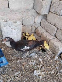 كرك بط