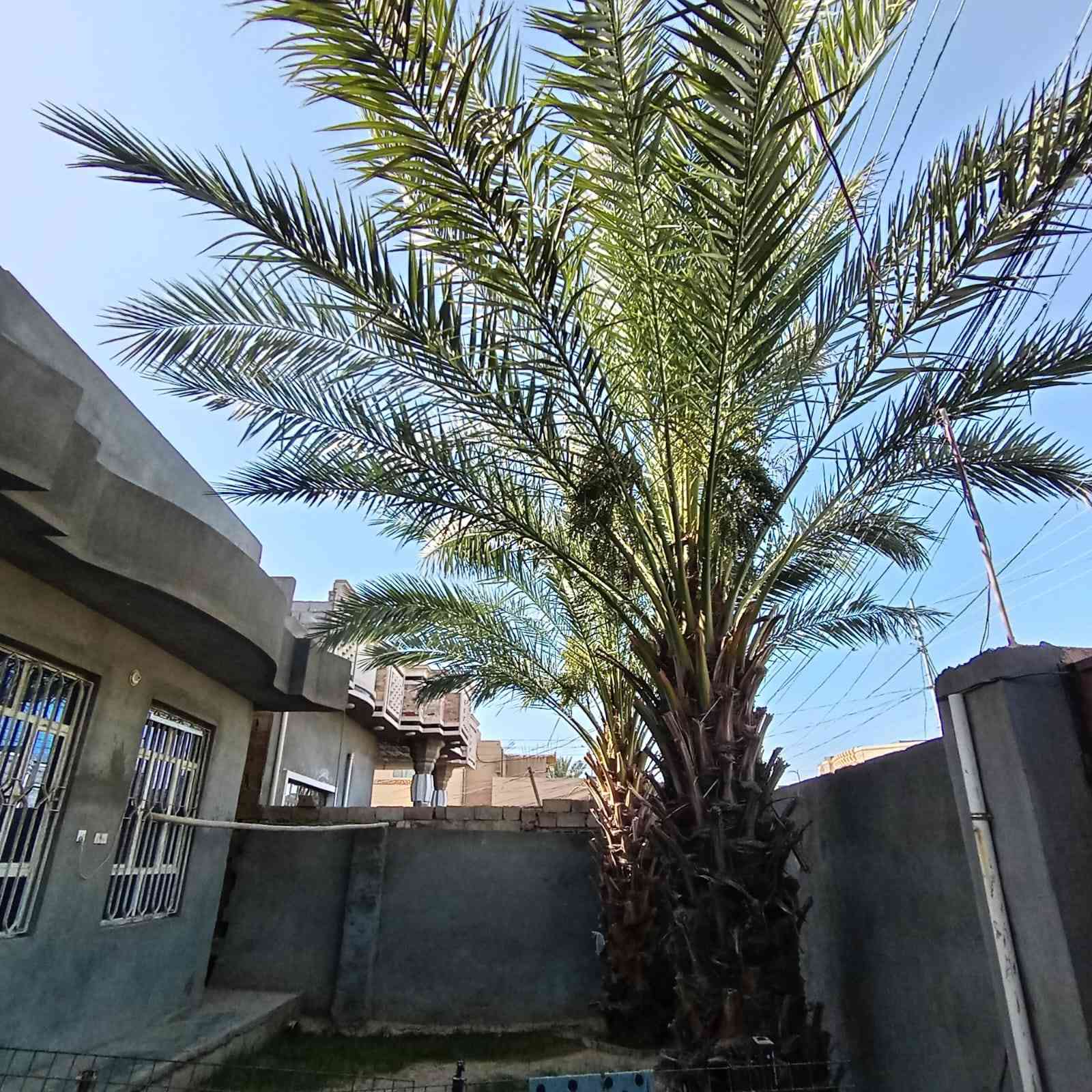 دار للبيع مساحة ٢٥٠ متر السعر ١١٠ مليون  الفلوجة حي الشهداء خلف مسجد تاج الوقار نافذ ع شارع التوزيع (شارع اربعين) غرفتين +صاله + ديوانيه + مطبخ + حمام حديقه مناور ٢ وممشه
رقم الهاتف***********
