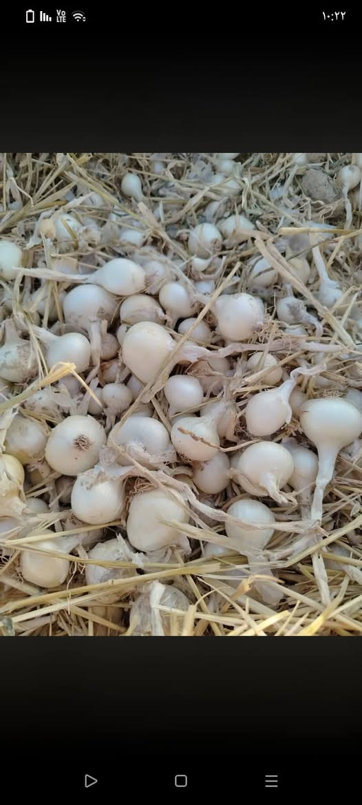 بصل حار قريط في كربلاء سعر مناسب بذور درجه اولى ***********
