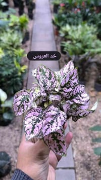 مشتل الأوسكار • نباتات داخلية • توصيل النجف