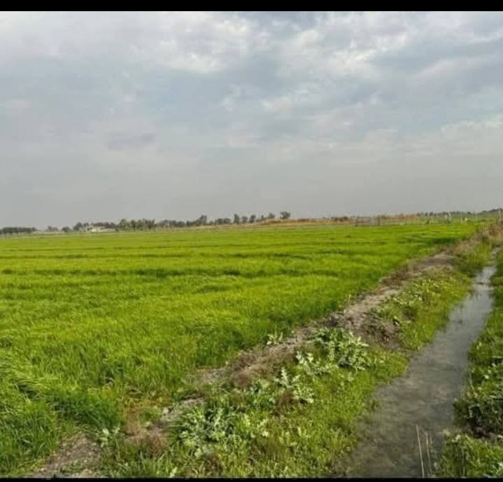 سلام عليكم كاع في منطقت الشيخ عامر قريب على التاجي كاع حلو ومعدله ومربعه كلش حلو اطلب وستفسار عل الواتساب ***********التصال على الواتساب
