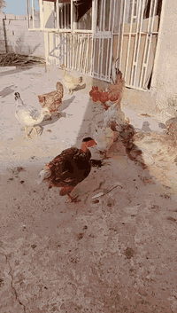 السعر دجاج 15 مكان جسر ديالى الكرغوليه 07713548430