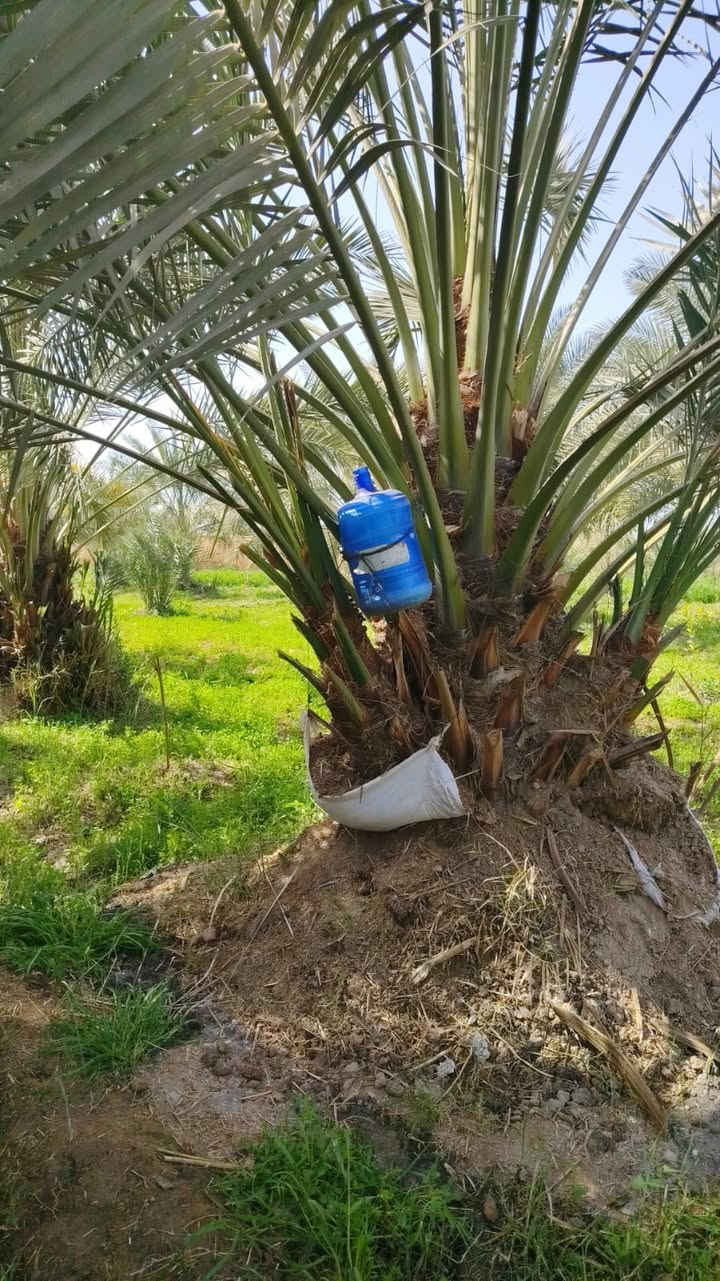 متــــــاح
فسائل برحي
+ فسائل ابريم
فسائل عويدي
فسائل حيساوي
***********
