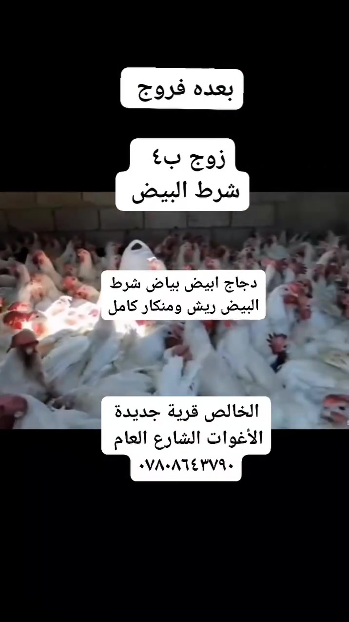 زوج ب ٤ الف /،  دجاج ابيض بياض شرط البيض 
بعده  فروج/ الخالص قرية جديدة الأغوات الشارع العام طريق جسر السنديه مجاور محلات ابو عقيل الكصاب العبيدي***********
