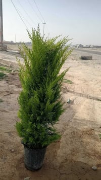 مشتل بغداد • رمان شهربان • تين بلد