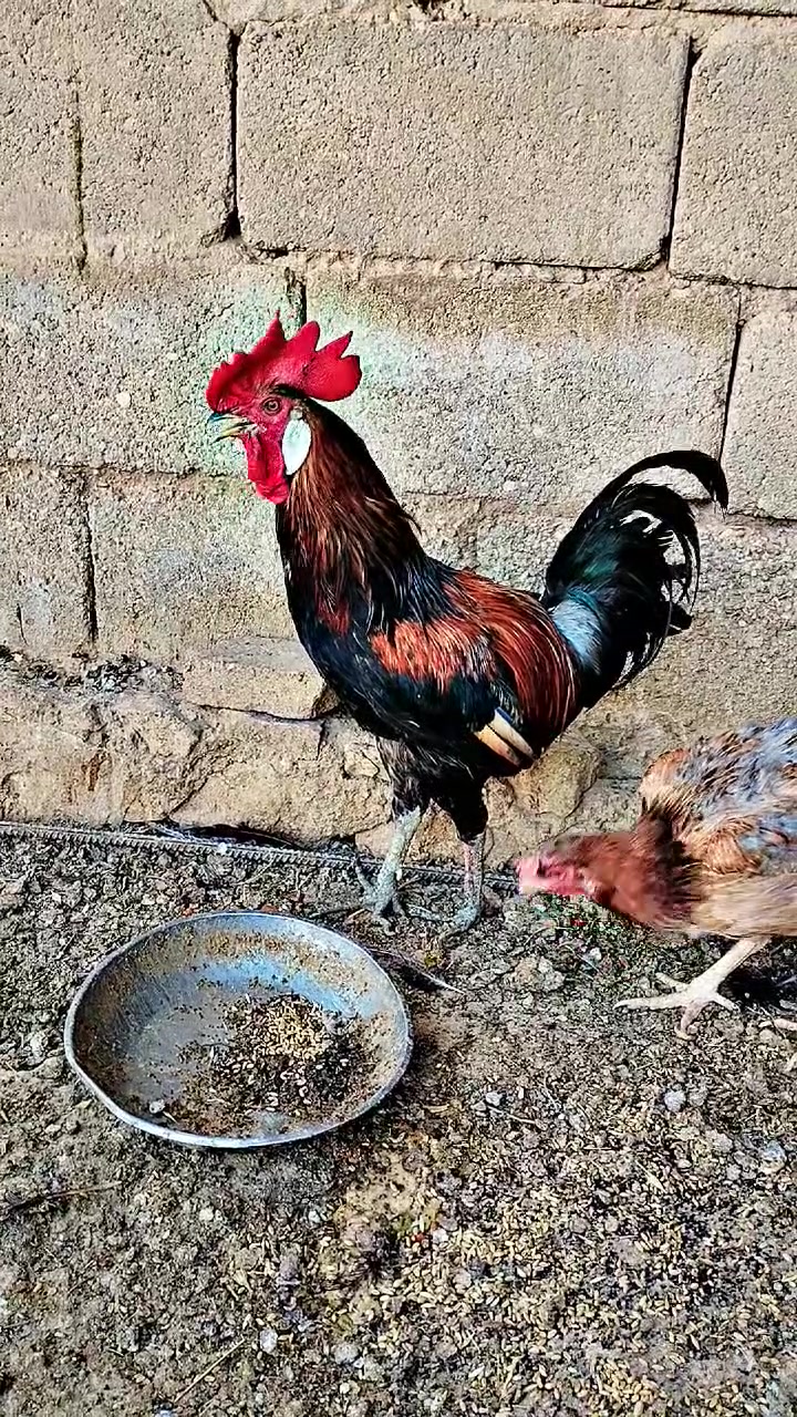 للبيع ديج عرب سعر 15 مكان حديثه


**إذا كنت صاحب هذا الإعلان وتريد حذفه لأي سبب، رجاءا أرسل رسالة إلى الدعم الفني**