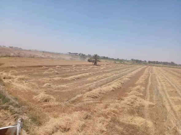 السلام عليكم كاع البيع 14 دونم المكان في الحله المكان  طريق شركة  الرنه
قرية الخماسيين
يم العلويه صويله 
التفاصيل على الرقم الخاص 
***********
