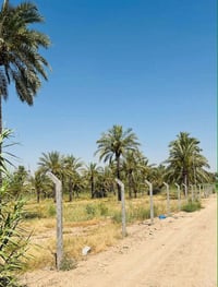 دونم طابو ملك صرف الوجه 40والنزال 60خدمات كاملة كهرباء ومياه وصاير ركن...