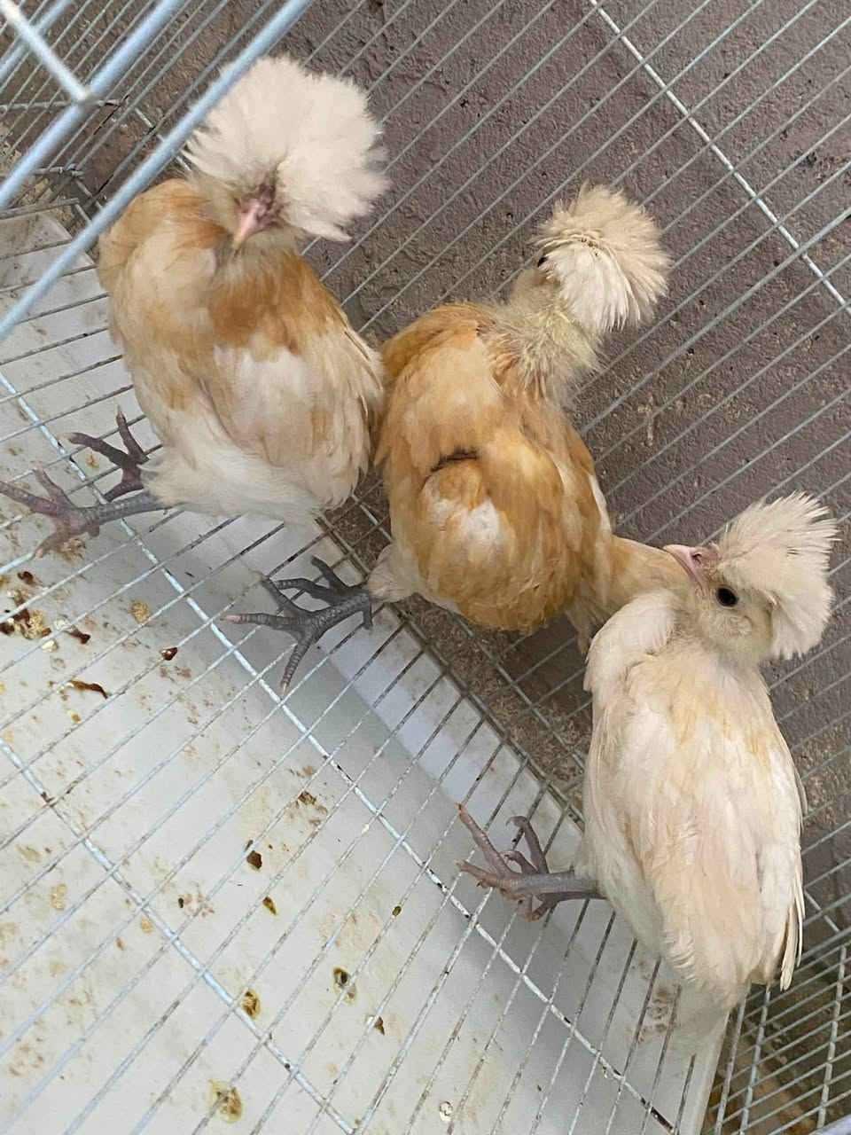 متاح سيت عسلي دجاجتين ديج ملقح خماسي فيتامينات جاهزات من كلشي مكان تكريت ***********سعر25
