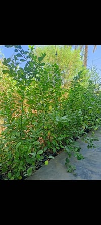 يولد لدينا حامض/رارنج عراقي درجة اولى للتواصل اتصال ع الرقم07506433152