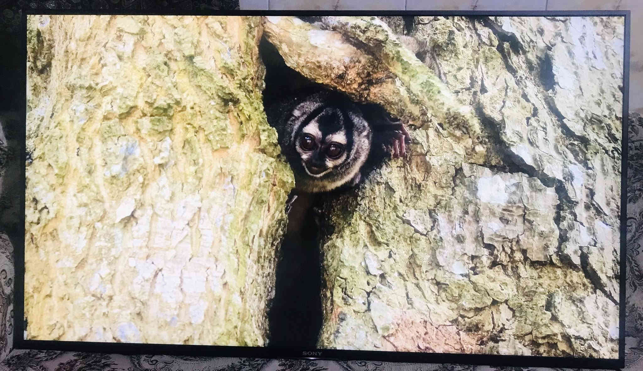 📺 للبيع– شاشة تلفزيون بحالة ممتازة جدًا

السلام عليكم 🌿
 عندي شاشة تلفزيون مستورده من اوربا  نظيفة جداً، استخدام خفيف، بدون أي خدوش أو أعطال.
النوع: [SONE سوني]
الحجم: [الحجم 55 بوصة]
الصورة واضحة والصوت نقي جداً 🔊
كل شي بيها شغال 100٪ ✅

💵 السعر:749دولار (قابل للتفاوض البسيط) 📍 الموقع: محافظة البصره -مركز المحافضه⚡

📞للتواصل:[ *********** ]

ملاحضه: [ مستورده بأسمي وليس باله ]
