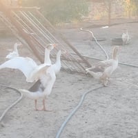 بطوط • كوبرا • رخصة