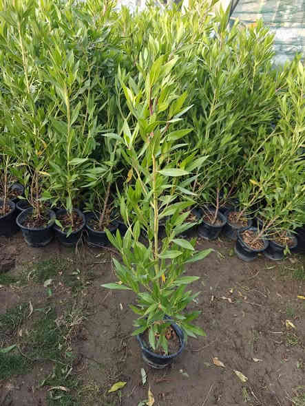 توفرت وجبة جديدة شتلات كاربس سندانه بسعر 1000 ألف دينار
عنوانا الناصريه شارع الإمام علي تقاطع الشيباني مقابيل مصرف الطيف مشتل الشيباني ***********
