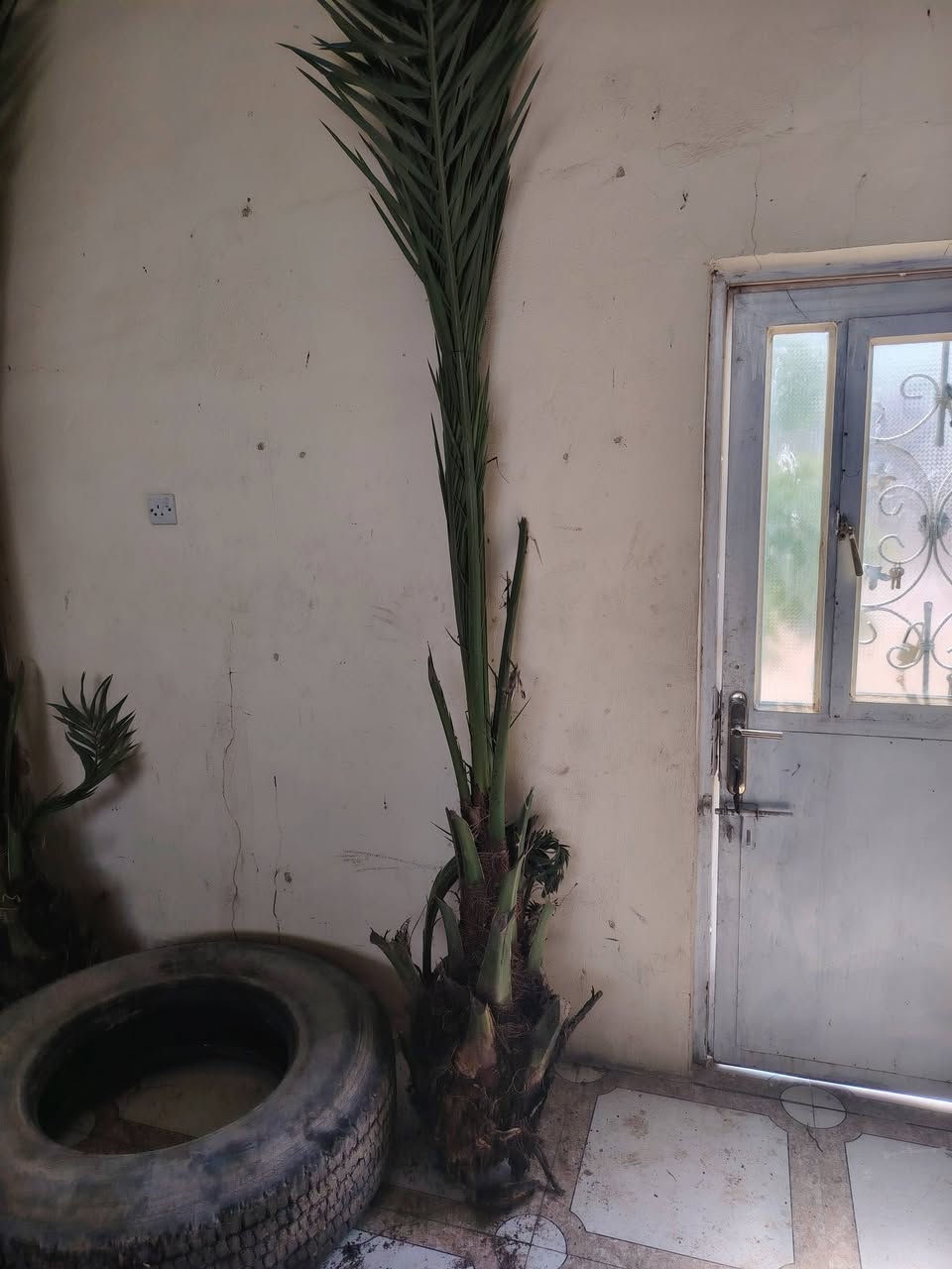 السلام عليكم عندي 6فسلان برحي حر وشرط الضمان وكل وحده بيهاا  3فسلان صغار مكاني قضاء الخالص طريق جديدةالاغوات الاتصال ***********
