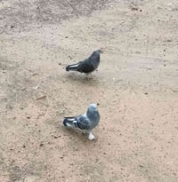 سماويات • انثتين