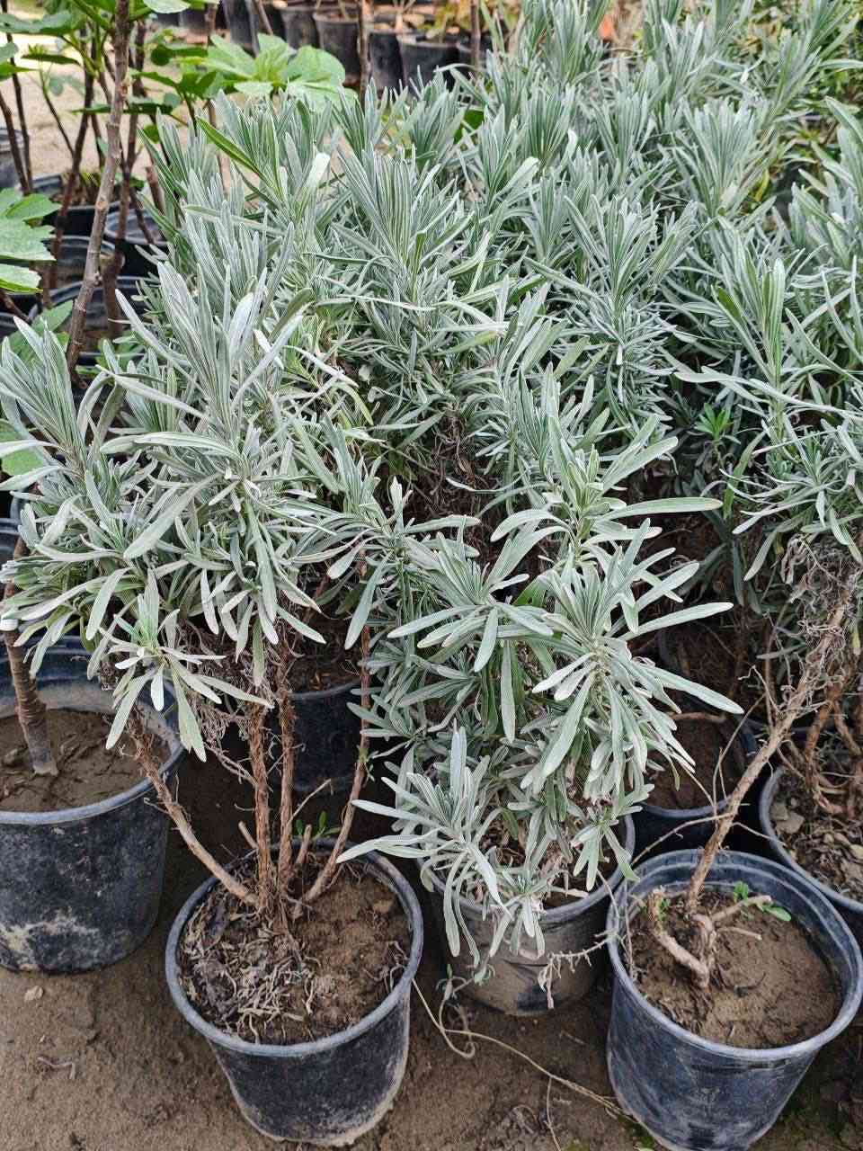 مشتل نباتات نادرة 🌿
توفرت شتلات اللافندر العطري الأصلي (Lavandula angustifolia) 💜
نبات مشهور عالمياً بجمال أزهاره البنفسجية ورائحته العطرية الهادئة التي تعطي للحديقة أو المنزل لمسة فخامة وراحة 🌸
💰 السعر: 8,000 دينار
📏 الارتفاع: 30 – 50 سم تقريباً
🚚 التوصيل: متوفر إلى جميع المحافظات
🌱 المواصفات:
نبات زينة عطري مميز جداً بأزهاره البنفسجية الجذابة ورائحته الطبيعية الجميلة، مناسب للحدائق المنزلية والأحواض والسطوح ويعطي منظر راقٍ وهادئ للمكان.
☀️ التحمل:
يتحمل الشمس والحرارة، ويتأقلم مع أجواء العراق، نبات قوي وسهل التربية وأثبت نجاحه في الحدائق.
🌸 الفوائد:
• يعطر الحديقة أو المنزل برائحة طبيعية جميلة.
• يعطي منظر جمالي راقٍ وجذاب.
• يجذب النحل والفراشات المفيدة للحديقة.
• نبات زينة دائم وسهل العناية.
🌿 طريقة العناية:
• يحتاج شمس مباشرة أغلب ساعات النهار.
• الري معتدل ويُفضل أن تكون التربة جيدة التصريف.
• تقليم خفيف بعد الإزهار يساعد على نمو فروع جديدة.
📞 للطلب والاستفسار:
***********
🌿 مشتل نباتات نادرة
نباتات مختارة بعناية لتزيين حدائقكم.
